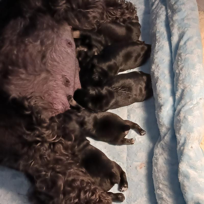 AKC Champion Macy & her litter of 5 babies born 8 January