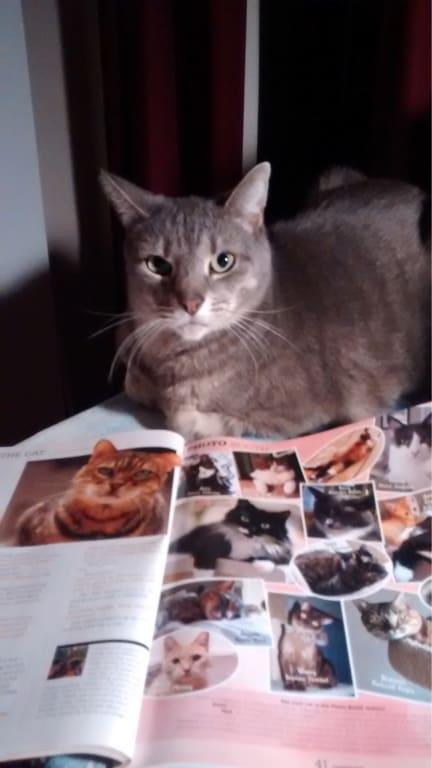 Smokey Mixed Egyptian Mau