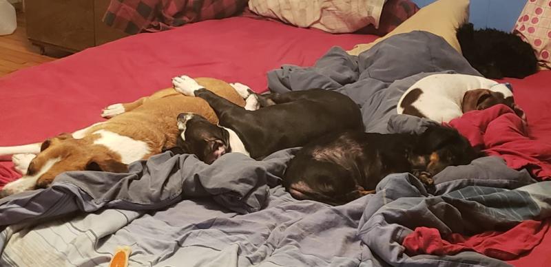 My Maddie is the brown and white dog.