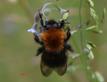 BOMBUS BEE