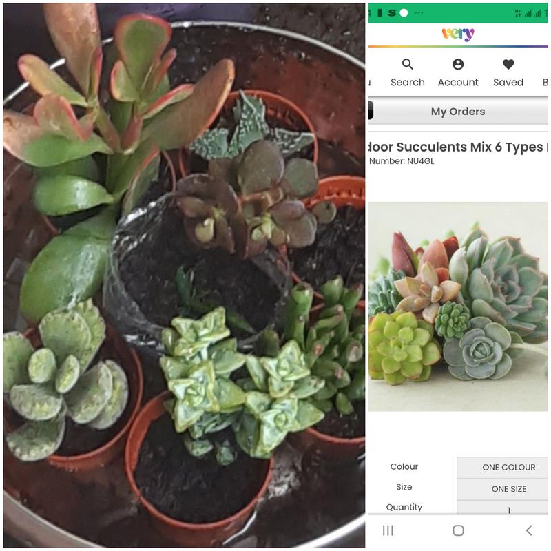 Indoor Succulents Mix 6 types in mini 5.5cm plants | very.co.uk