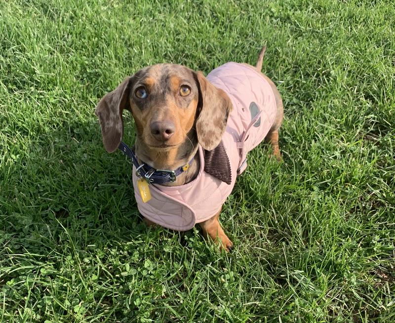 barbour pink dog coat