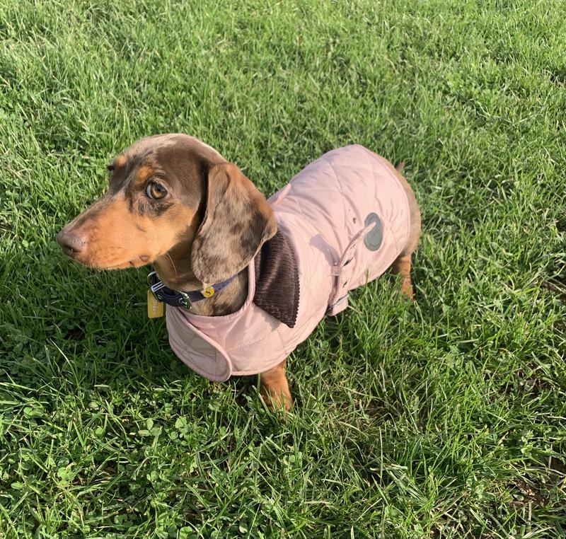 Barbour dog coat pink online