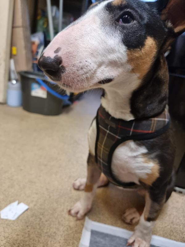 Pink Barbour Harness atelieryuwa.ciao.jp