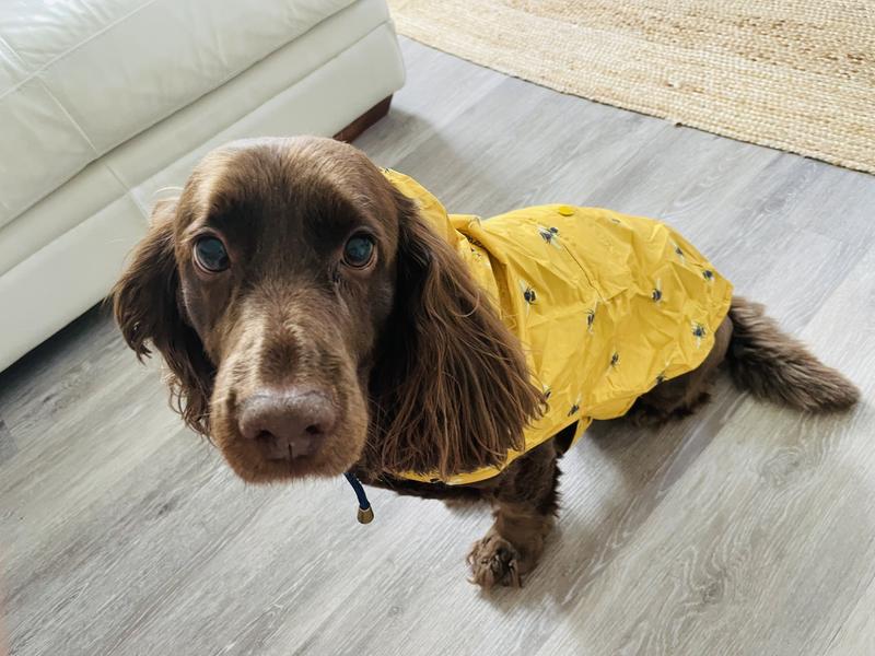 Joules shops golightly dog