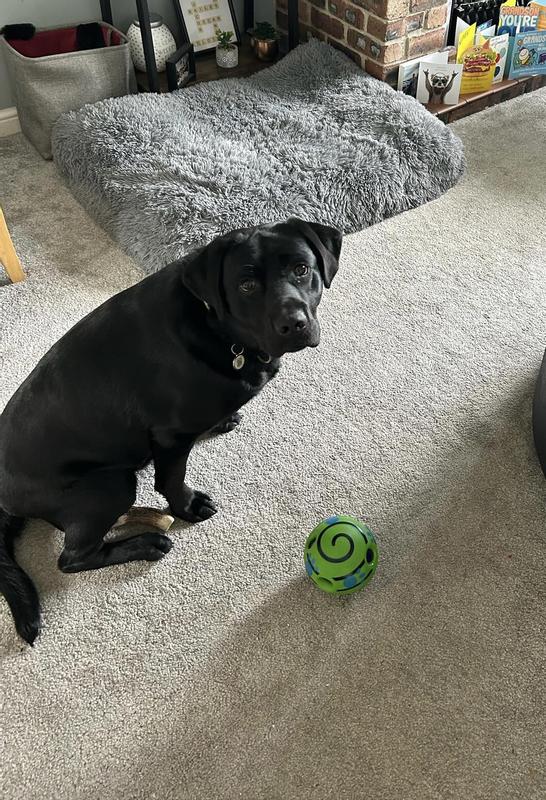 Wobble wag giggle ball reviews new arrivals