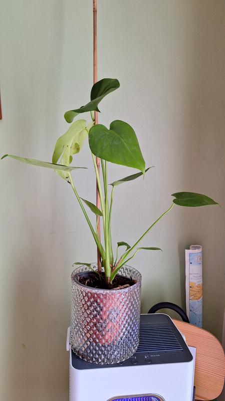 You Garden Monstera deliciosa Swiss Cheese Plant 14cm Pot | Very