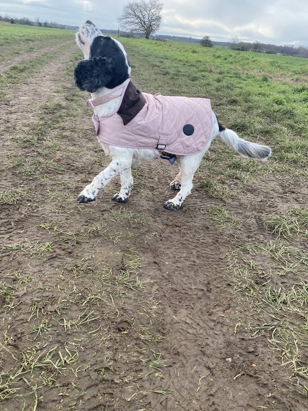 Pink dog barbour coat best sale