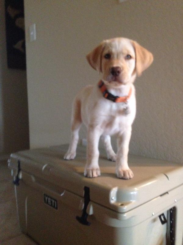 User uploaded product image