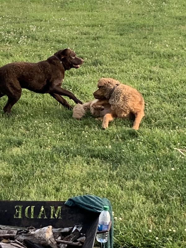 Photo submitted with review of product