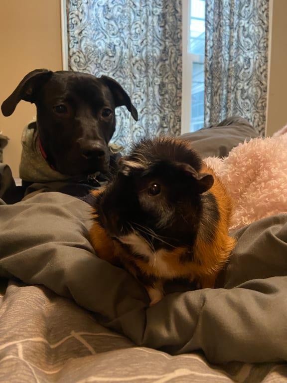 Calm Roo with baby Tim the piggie!