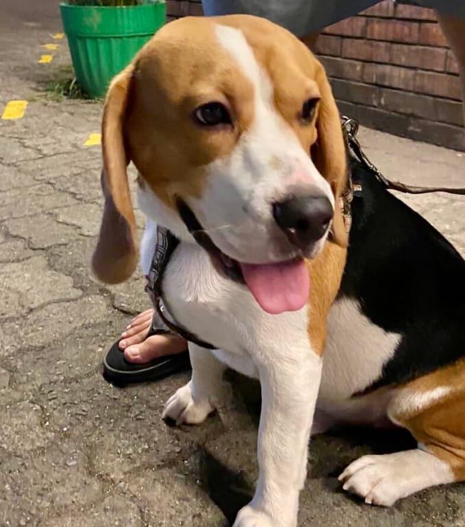 This is Primo on his behave day